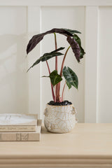 House Spider Pots By Accent Decor