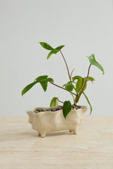 Glaslow Planters By Accent Decor