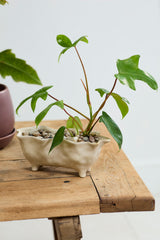 Glaslow Planters By Accent Decor
