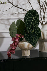 Akita Vases By Accent Decor