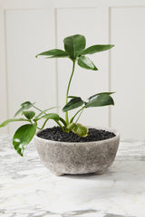 Shoal Bowl By Accent Decor
