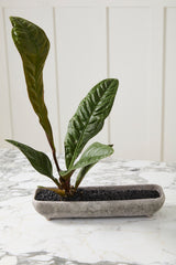 Shoal Trough Vessel By Accent Decor