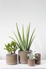 Habitat Textured Ceramic Pots By Accent Decor