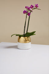 Claire Ceramic Pots By Accent Decor