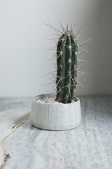 Morgan Bowl By Accent Decor