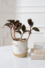 Stepped Mushroom with Saucer Pots By Accent Decor
