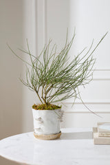 Stepped Mushroom with Saucer Pots By Accent Decor