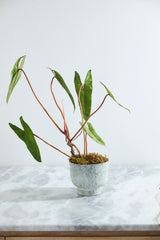 Hayden Pots By Accent Decor