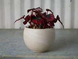 Astrid Ceramic Pots By Accent Decor