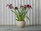 Astrid Ceramic Pots By Accent Decor