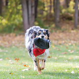 KONG Extreme Flyer Dog Toy, 9" Large - view 3