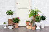 Benoit Ceramic Compotes By Accent Decor