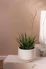 Andrade Concrete Decorative Vessels By Accent Decor