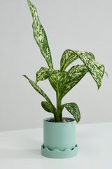 Pissaro Pots By Accent Decor
