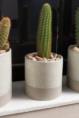 Downy Ceramic Pots By Accent Decor
