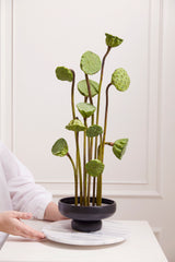 Nightingale Matte Ceramic Compotes By Accent Decor