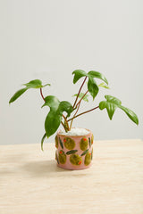 Cucina Pots By Accent Decor