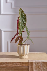 Tilly Pots By Accent Decor