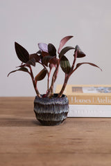Carver Pots By Accent Decor