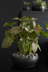Simply Ceramic Bowls By Accent Decor