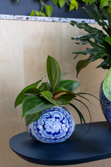 Eleanor Ceramic Vases By Accent Decor