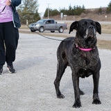 Train Right! Cotton Web Dog Training Leash, 5/8"