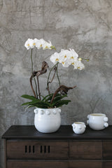 Fem Rosa Ceramic Pots By Accent Decor