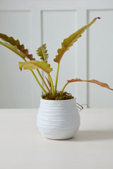 Larkin Pots By Accent Decor