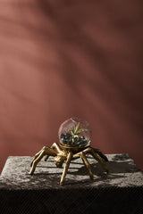 Arachnid Collection By Accent Decor