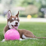 Bounce-n-Play Dog Ball