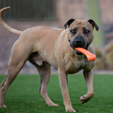 Jolly Chew Bone Dog Toy