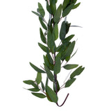 Vickerman Artificial Green Seeded Willow Eucalyptus Garland