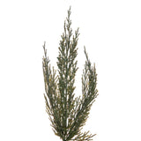 Vickerman Artificial Green Cedar Garland