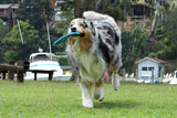DOOG Pet Products Fetch-ables Fetch-A-Disc Dog Toy