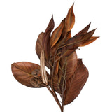 Vickerman Brown Artificial Magnolia Leaf Garland