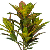 Vickerman Artificial Croton Potted Plant