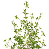 Vickerman Artificial Potted Baby Leaf Tree