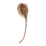 Vickerman 12" Natural Jumbo Banksia Flower with Stem, Erika Pink