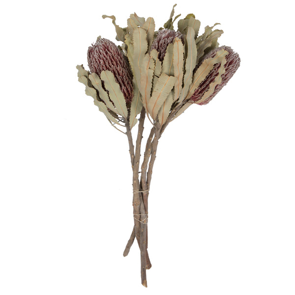 Vickerman Vickerman Banksia Menziesii, Dried (Multiple Sizes Available)