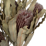 Vickerman Banksia Menziesii, Dried