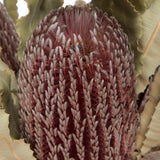 Vickerman Banksia Menziesii, Dried
