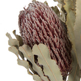 Vickerman Banksia Menziesii, Dried