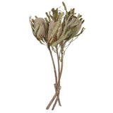 Vickerman Banksia Menziesii, Dried, 15-18" x 3"