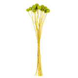 Vickerman 16-20" Natural Dried Craspedia Bunch, Lime