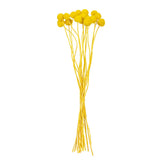 Vickerman 16-20" Natural Dried Craspedia Bunch, Yellow