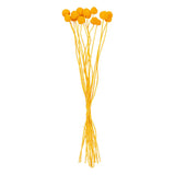 Vickerman 16-20" Natural Dried Craspedia Bunch, Orange