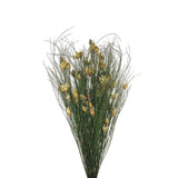 Vickerman 15-20" Bell Grass with Seed Pods, Preserved, Natural