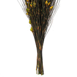 Vickerman 15-20" Bell Grass with Seed Pods, Preserved