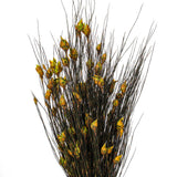 Vickerman 15-20" Bell Grass with Seed Pods, Preserved