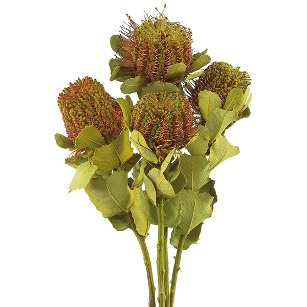 Vickerman Vickerman 14-16" Banksia Coccinea Basil Bunch Preserved